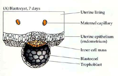 原腸作用前的胚泡