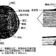 鱗嵴 鱗嵴