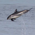 大西洋斑紋海豚(白腰斑紋海豚)