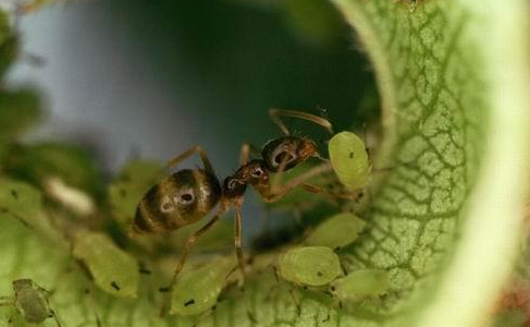 一隻阿根廷蟻在嫩樹葉上採集樹葉上的蚜蟲。