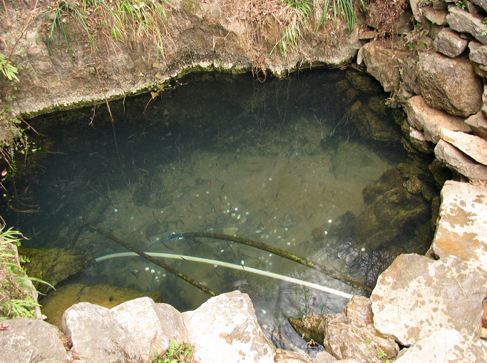 金鬣魚泉