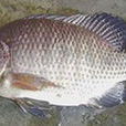 台灣鯛魚 台灣鯛魚