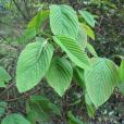 腋毛勾兒茶 腋毛勾兒茶