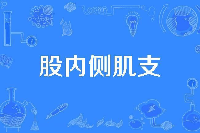 股內側肌支 股內側肌支