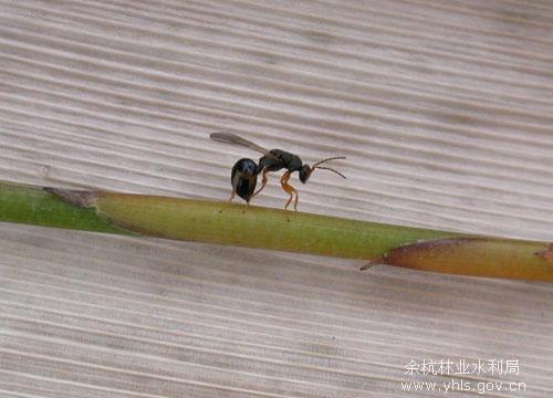 竹小蜂 竹小蜂