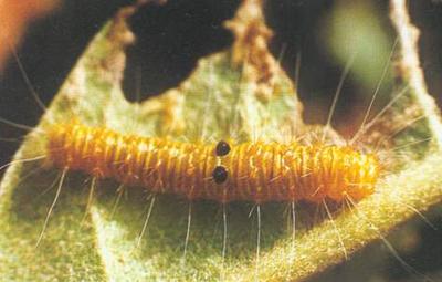 枇杷黃毛蟲幼蟲