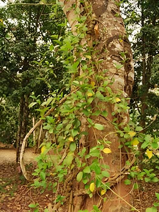 匙羹藤(夾竹桃科匙羹藤屬木質藤本植物)