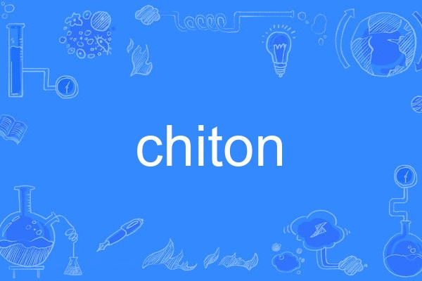chiton chiton