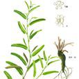 柄腺山扁豆 柄腺山扁豆