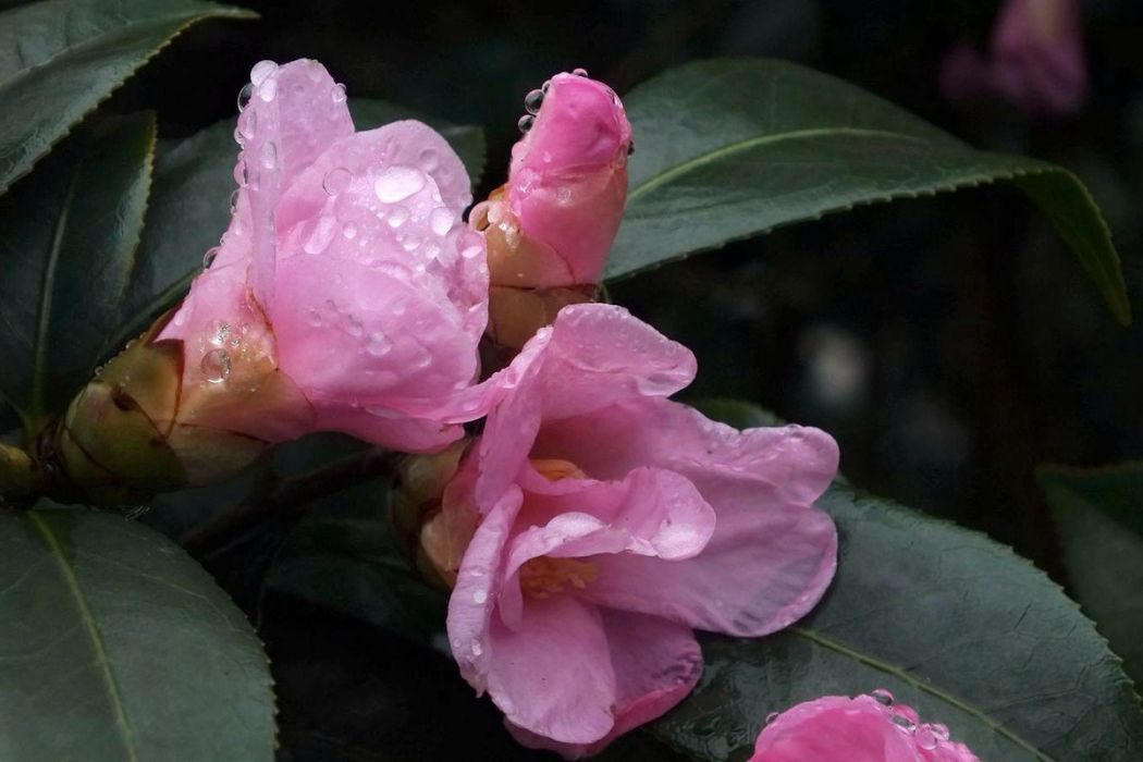 宮粉茶 宮粉茶