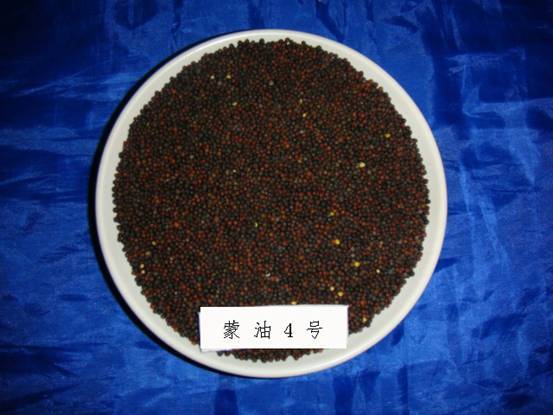 蒙油4號 蒙油4號