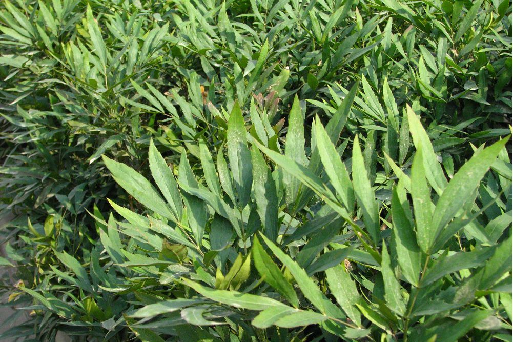 狹葉組(玄參科通泉草屬植物) 狹葉組(玄參科通泉草屬植物)