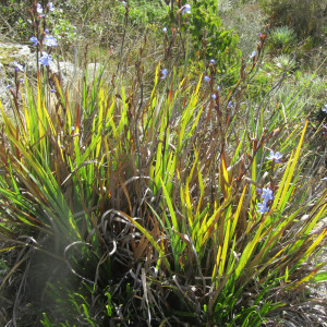 Orthrosanthus acorifolius