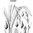 龍勝薹草 龍勝薹草