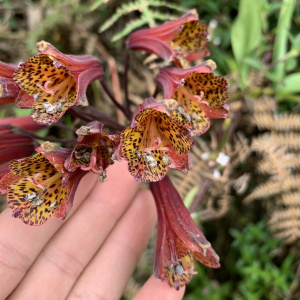 Bomarea bredemeyeriana