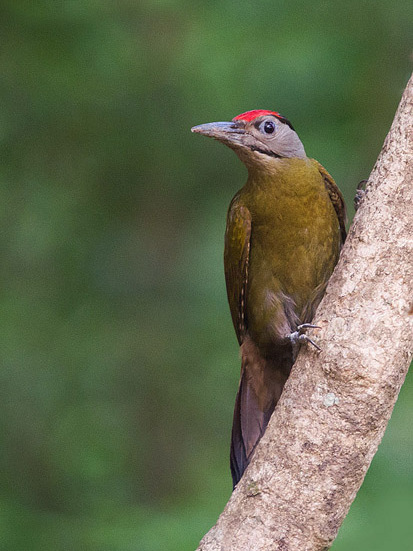 灰頭啄木鳥印巴亞種