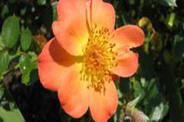 Rosa \x27Chewmaytime\x27 OSO EASY PAPRIKA