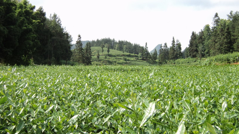 黃荊茶種植景觀