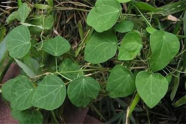 廣防己(馬兜鈴科馬兜鈴屬植物) 廣防己(馬兜鈴科馬兜鈴屬植物)