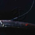 黑蝰魚