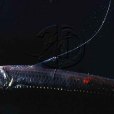 黑蝰魚 黑蝰魚