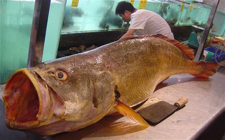 黃唇魚標本