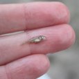 tinyfish tinyfish