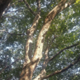 脫皮榆 脫皮榆