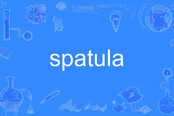 spatula spatula