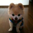 俊介