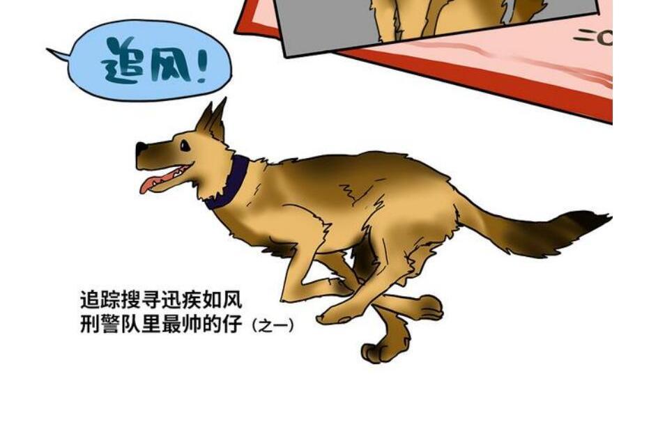 追風(北碚公安分局緝毒犬) 追風(北碚公安分局緝毒犬)