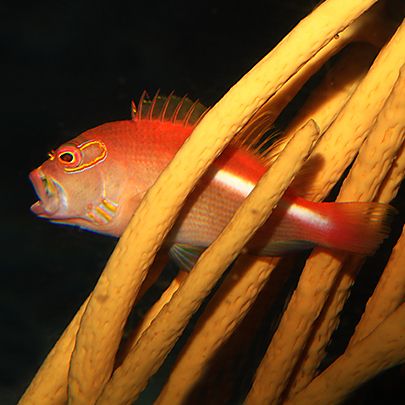 眼鏡鷹魚(木瓜鷹) 眼鏡鷹魚(木瓜鷹)
