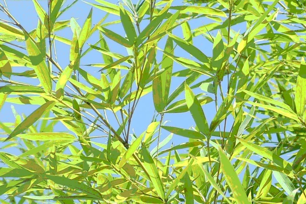 皺紋單竹 皺紋單竹