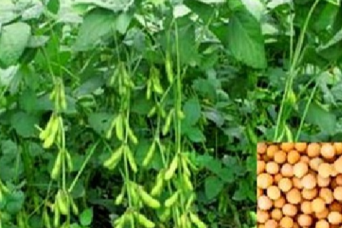 周豆12號 周豆12號