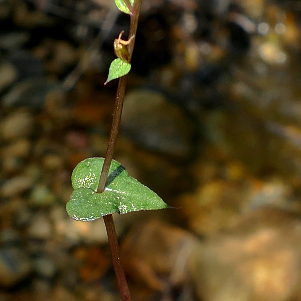 Stigmatodactylus elegans