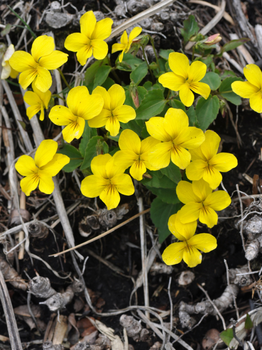 東方堇菜(黃花堇菜(東方堇菜異名)) 東方堇菜(黃花堇菜(東方堇菜異名))