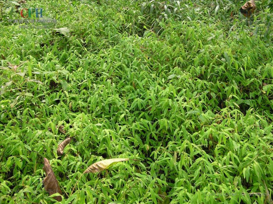 Isachne globosa Isachne globosa