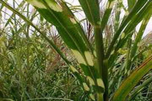 Miscanthus sinensis \x27Zebrinus\x27 Miscanthus sinensis \x27Zebrinus\x27