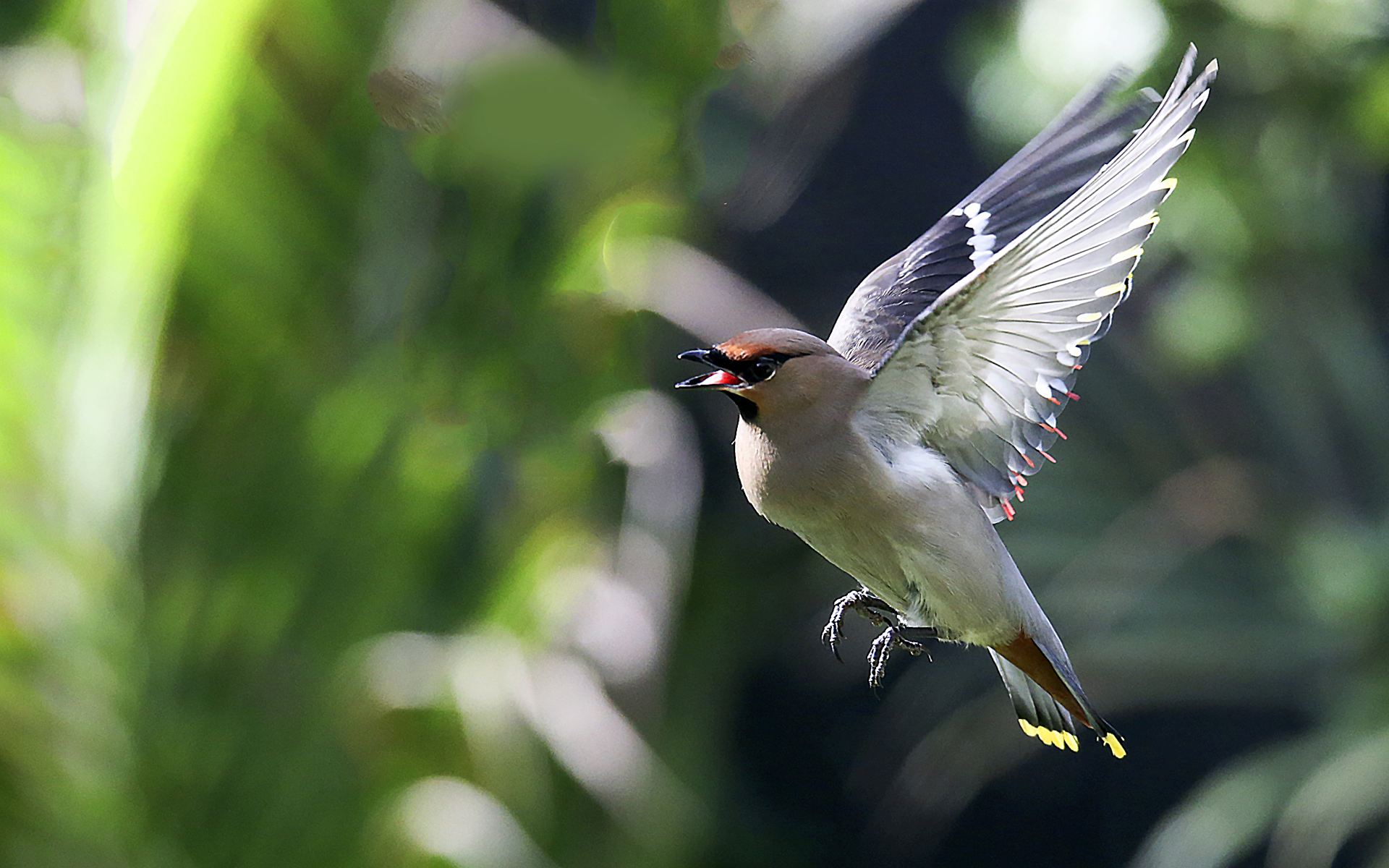 鳥類應激