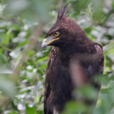 長冠鹰鵰 長冠鹰鵰