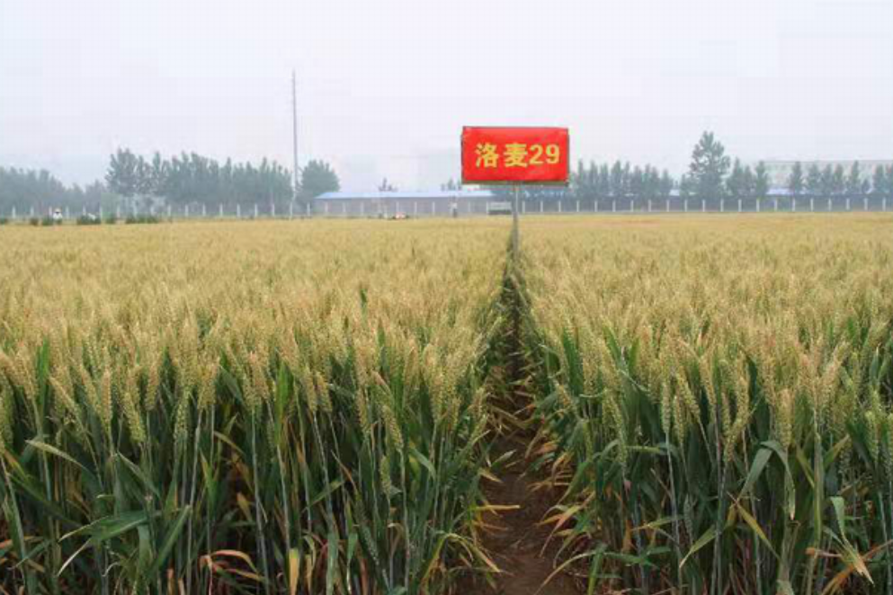 洛麥29