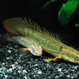 多鰭魚 多鰭魚