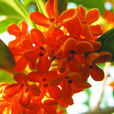 狀元紅(桂花品種) 狀元紅(桂花品種)