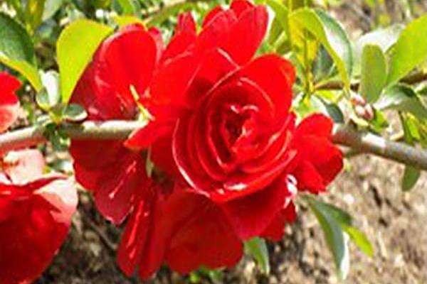 Chaenomeles × superba \x27Texas Scarlet\x27