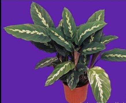 花紋竹芋 花紋竹芋