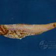 細斑珍燈魚 細斑珍燈魚