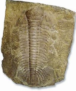 史前動物：三葉蟲化石