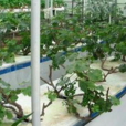 設施葡萄基質栽培方法