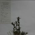 帕米爾蒿 帕米爾蒿