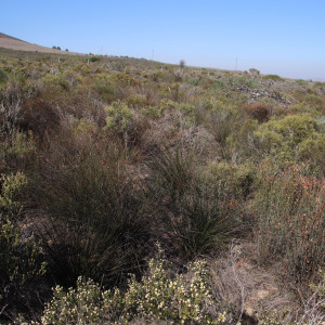 Thamnochortus bachmannii